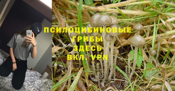 ГАЛЛЮЦИНОГЕННЫЕ ГРИБЫ Елабуга